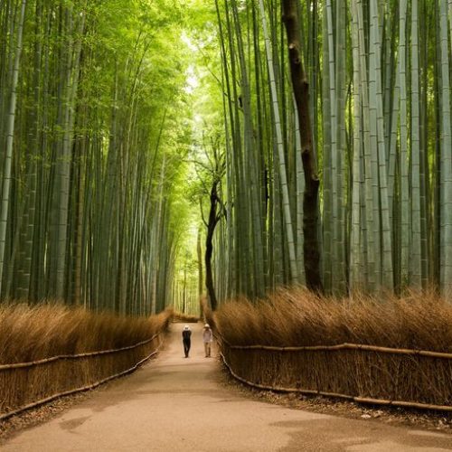 Arashiyama Bamboo Forest