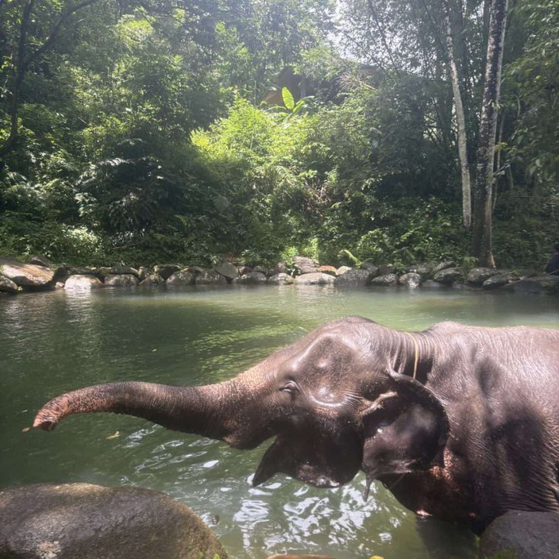 Borneo Wildlife