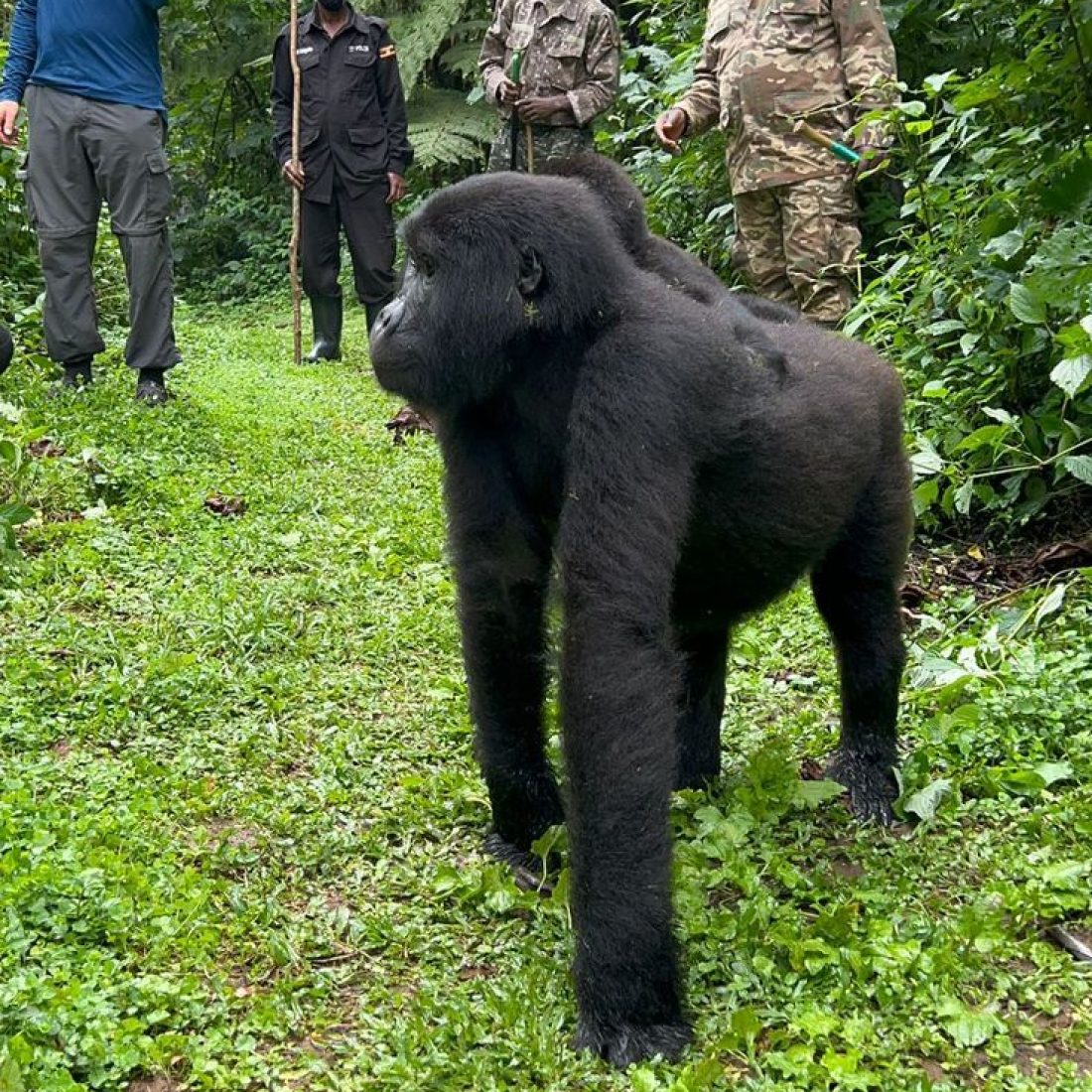 Bwindi Forest Uganda