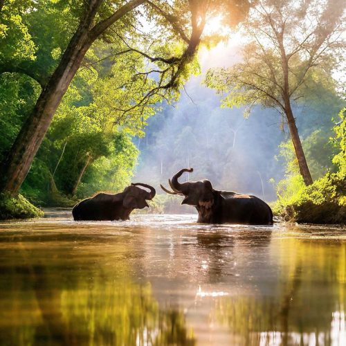 Chitwan