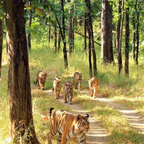 Jungle Safari