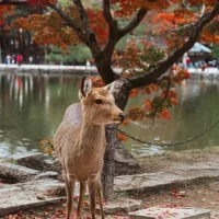 Nara