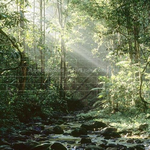 Sinharaja Forest