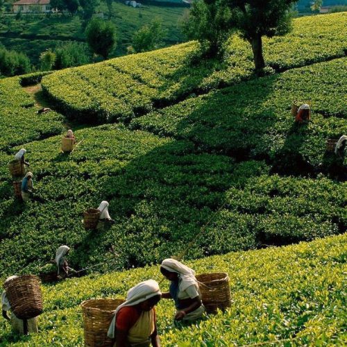 Tea Plantation Tours