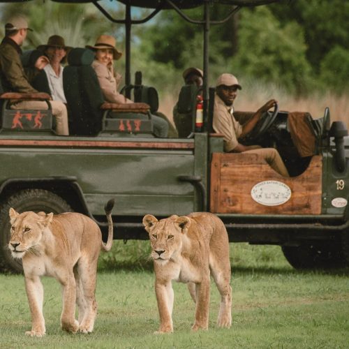 Wildlife Safaris