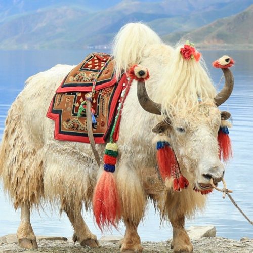 Yak Safari