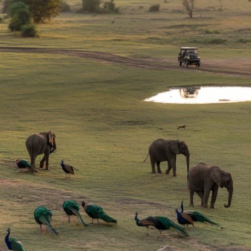 Yala National Park