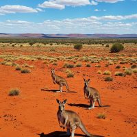 aus outback