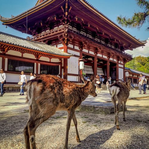 nara japan
